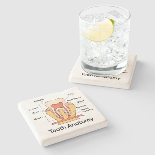 Zahn-Anatomie-Diagramm Steinuntersetzer (Seitenansicht)