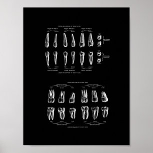 Zahn-Anatomie im Schwarzweiss-Druck Poster