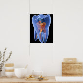 Zahn, durchsichtiger Querschnitt eines Molars Poster (Küche)