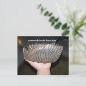Zahn, Mammutzahn von Kotz Postkarte (Stehend Vorderseite)