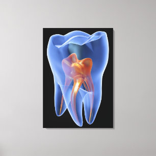 Zahn, transparenter Querschnitt eines Molars Leinwanddruck