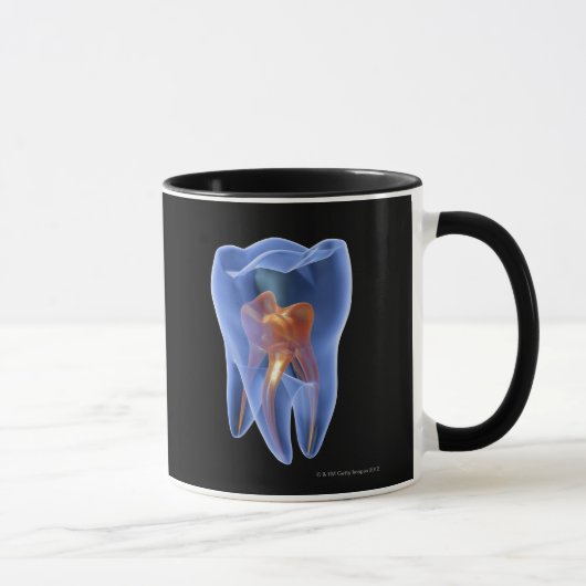 Zahn, transparenter Querschnitt eines Molars Tasse (Rechts)