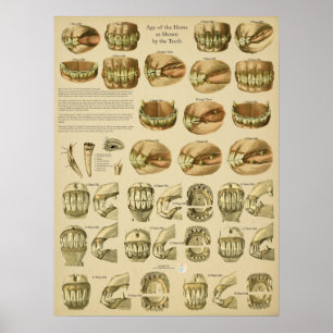 Zahnaltersbestimmung bei Pferdezähnen Poster