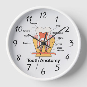Zahnanatomie Diagramm große Wanduhr
