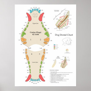 Zahnärztliches Diagramm für Hunde Poster