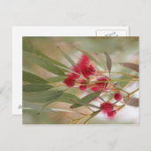 Zahnblüten Postkarte (Vorne/Hinten)