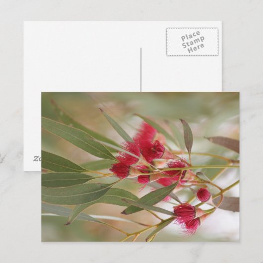 Zahnblüten Postkarte (Vorne/Hinten)