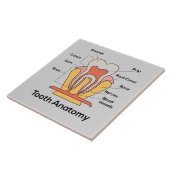 Zahndiagramm Fliese (Seite)