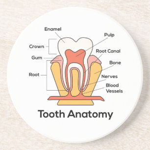 Zahndiagramm Getränkeuntersetzer