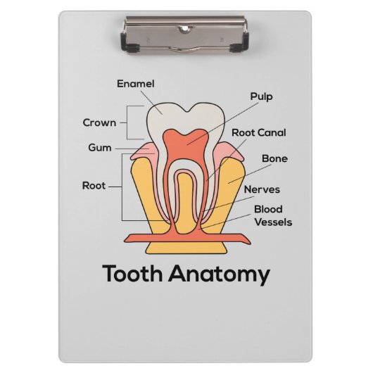 Zahndiagramm Klemmbrett (Vorderseite)