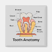 Zahndiagramm Magnet (Vorne)
