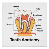 Zahndiagramm Poster (Vorderseite)