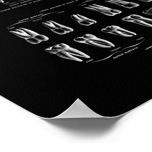 Zähne Anatomie in Schwarz und Weiß. Poster (Ecke)