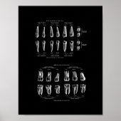 Zähne Anatomie in Schwarz und Weiß. Poster (Vorne)