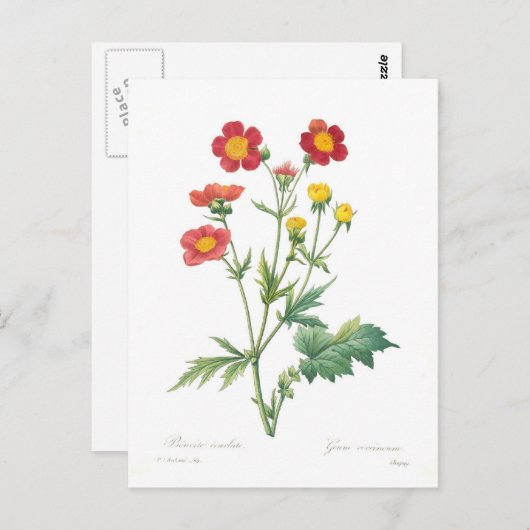 Zahnfleischkineum Postkarte (Vorne/Hinten)