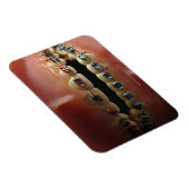 Zahnmodell und Zähne Magnet (Rechte Seite)