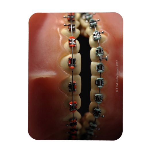 Zahnmodell und Zähne Magnet (Vertikal)