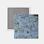 Zahnschild, farbiges Rasterelektronenelement Magnet (Vorderseite/Rückseite)
