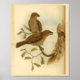 Zahnschnabel-Laubenvogel Brauner Vintage-Druck Poster