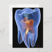 Zahnseide, durchsichtiger Querschnitt eines Molars Postkarte (Vorne/Hinten)