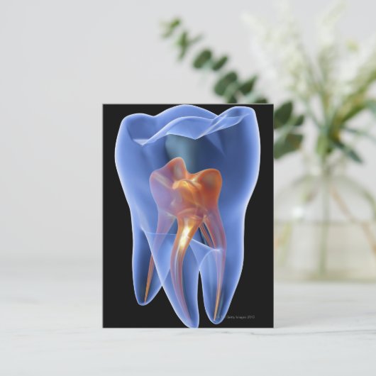 Zahnseide, durchsichtiger Querschnitt eines Molars Postkarte (Stehend Vorderseite)