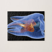 Zahnseide, durchsichtiger Querschnitt eines Molars Puzzle (Horizontal)