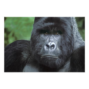 Zaire, Virungas Nationalpark. Portrait Fotodruck