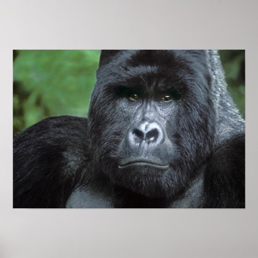 Zaire, Virungas Nationalpark. Portrait Poster (Vorne)