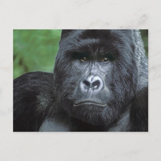 Zaire, Virungas Nationalpark. Portrait Postkarte (Vorderseite)