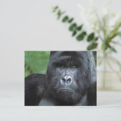 Zaire, Virungas Nationalpark. Portrait Postkarte (Stehend Vorderseite)