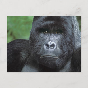 Zaire, Virungas Nationalpark. Porträt von Postkarte