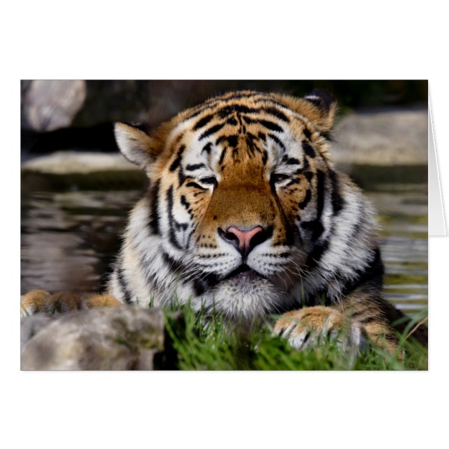 Zambar Tiger Card (Vorderseite (Horizontal))