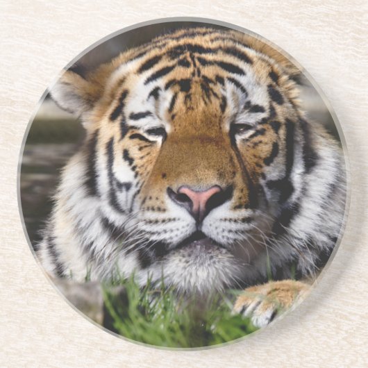 Zambar Tiger Untersetzer (Vorne)