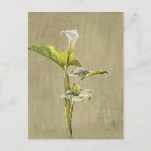 Zantedeschie von Fidelia Bridges Postkarte