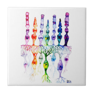 Zapfenzellen Stäbchenzellen und bipolare Neuronen  Fliese