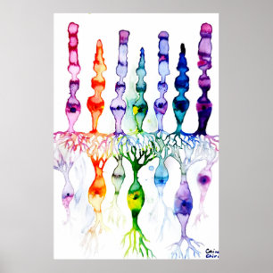 Zapfenzellen Stäbchenzellen und bipolare Neuronen  Poster