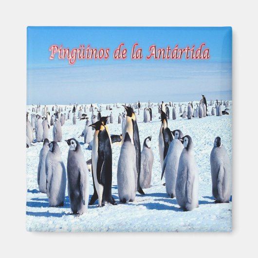 zAR026 - PENGUINS OF ANTARCTICA, Argentinien,Kühls Magnet (Vorne)