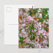 Zarte Apfelbaumzweig mit Blüten Postkarte (Vorne/Hinten)