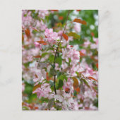 Zarte Apfelbaumzweig mit Blüten Postkarte (Vorderseite)