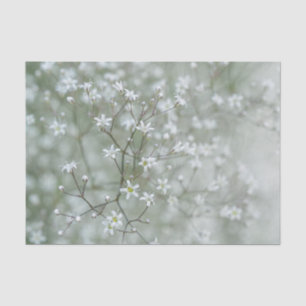 Zarte Baby-Atem-Blumen-Botanik-Foto Seidenpapier