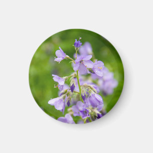 Zarte blaue Blumen auf einem grünen Feld im Frühli Magnet