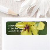 Zarte gelbe Blume Nahe Adresse (Insitu)