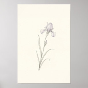 Zarte Iris-Skizze Minimalistische Botanische Wandk Poster
