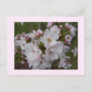 Zarte Kirschblüten Postkarte