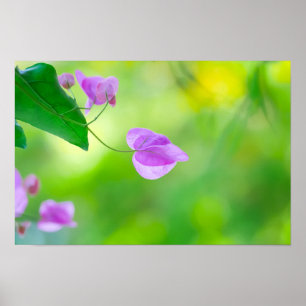 Zarte lila Bougainvillea Poster