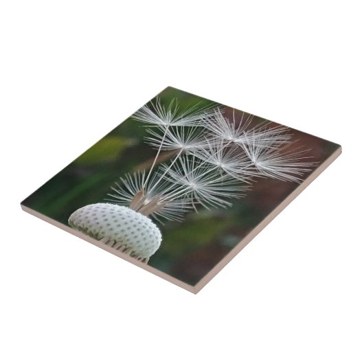 Zarte Löwenzahnsamen  Fliese (Seite)