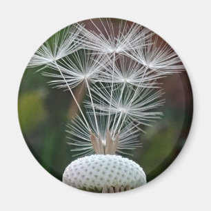 Zarte Löwenzahnsamen Magnet