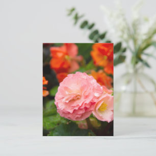 Zarte rosa Blume nach dem Regen  Postkarte