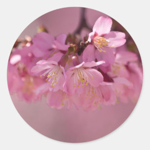 Zarte rosa Sakura-Kirschblüten Bouquet Runder Aufkleber