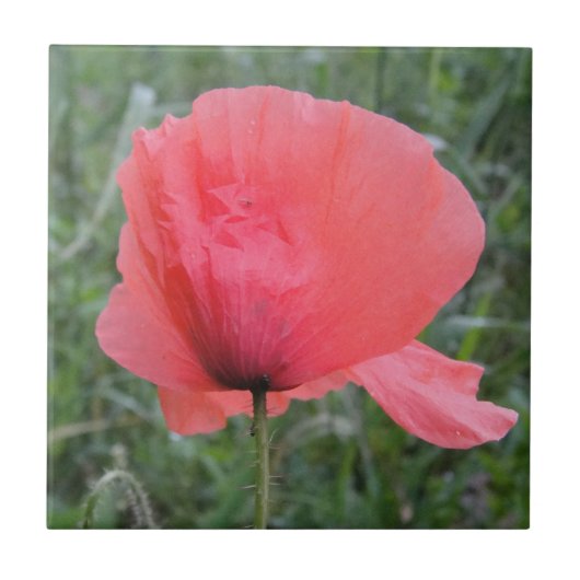 Zarte rote Mohnblume Fliese (Vorderseite)